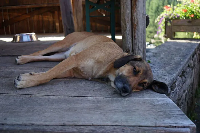 Ihre zwei zutraulichen Hunde begrüßen die Gäste gerne.