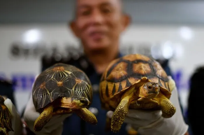 Die Tiere kommen nur an der Ostküste des Inselstaats vor Afrika vor. Schätzungen zufolge gibt es nur noch einige Hundert Exemplare. 