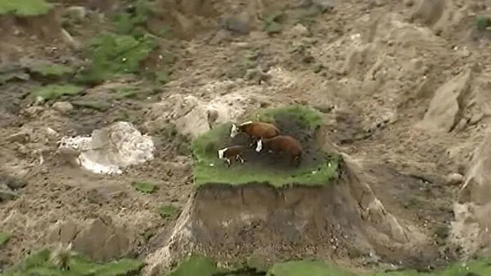 Drei Kühe sind auf einer kleinen Hügel-Insel gestrandet. Massive Erdrutsche waren eine Folge des starken Erdbebens.