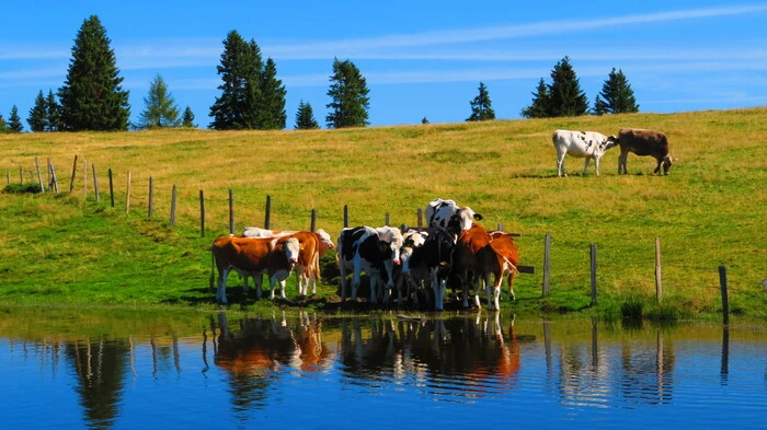 Der Schwarzsee am Verditz, ein lebenswerter Ort für Mensch und Tier.