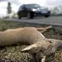 Rund 7000 Rehe sterben jährlich auf steirischen Straßen