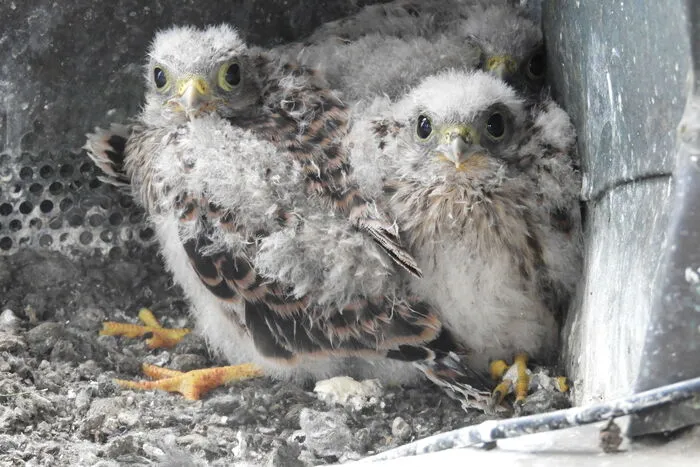 Allerdings wechseln die Vögel jedes Jahr ihren Nistplatz.