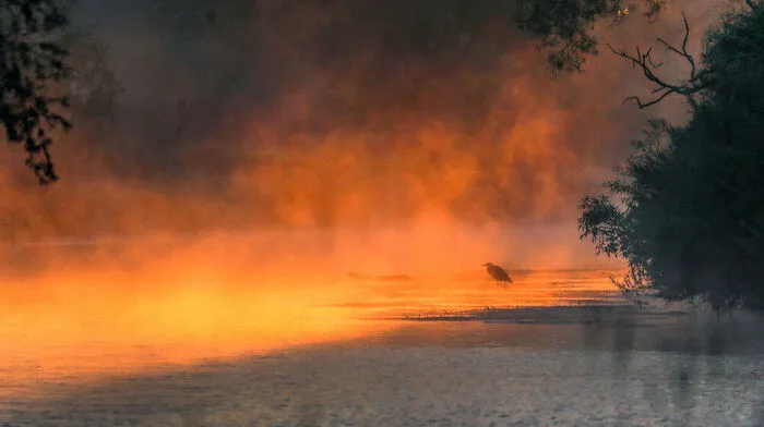 Sonnenaufgang an der Donau, Tiere begrüßen weniger Schiffsverkehr