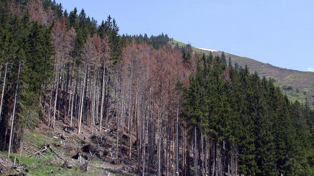 Der Borkenkäfer frisst sich auch durch Kärntens Wälder (Symbolfoto)