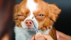 Zecken plagen nicht nur Menschen, sondern auch Hunde und Katzen