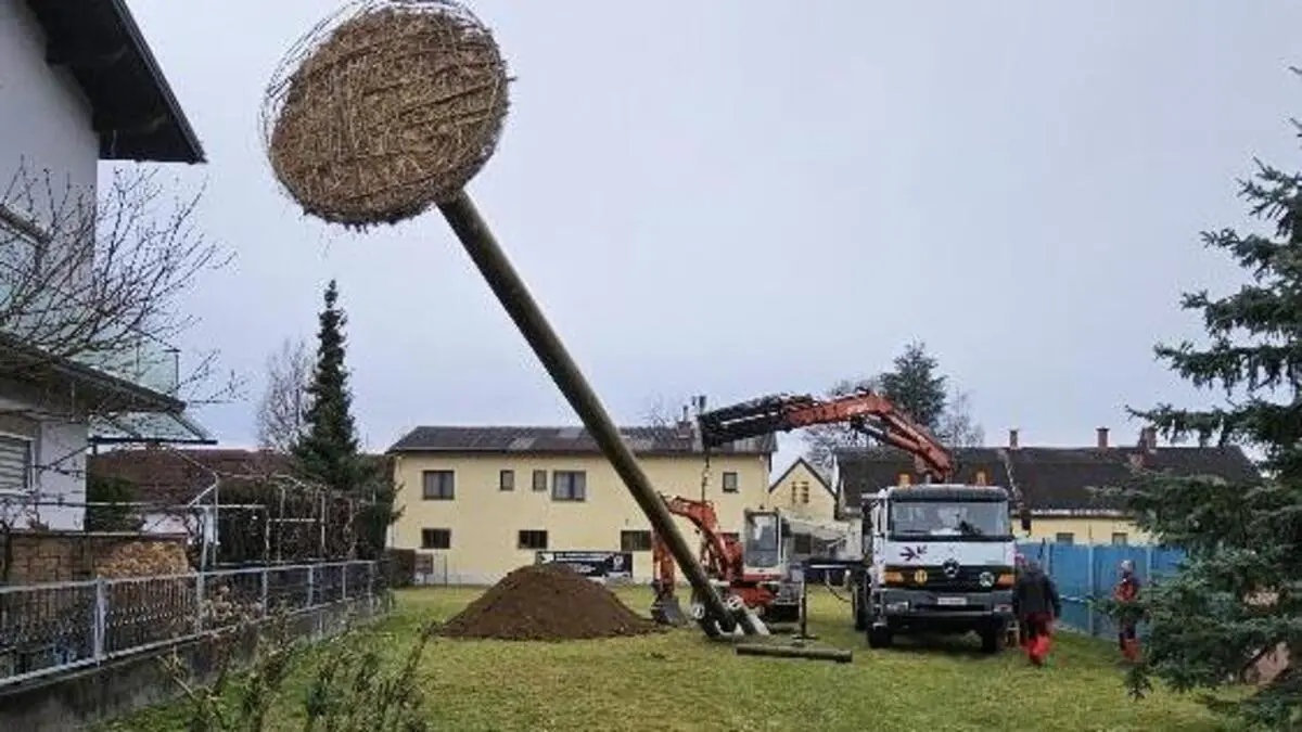 Am Montag wurde der Mast mit dem neuen Storchenhorst aufgestellt