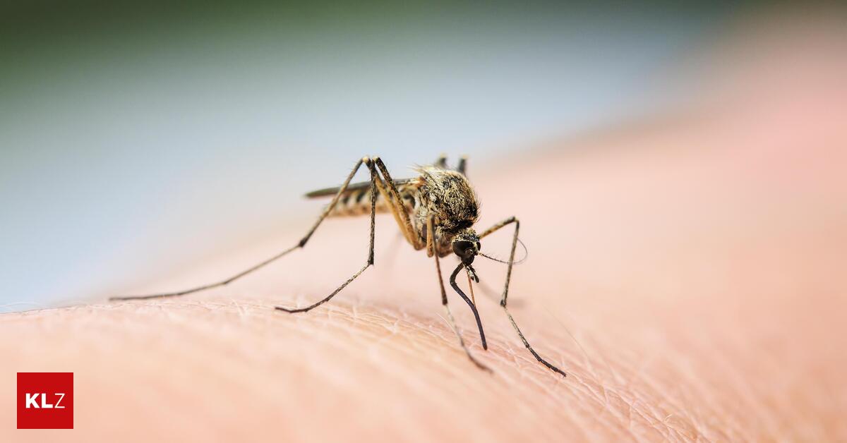 Hitzestifte-Helfen-sie-wirklich-gegen-Juckreiz-bei-Gelsenstichen-