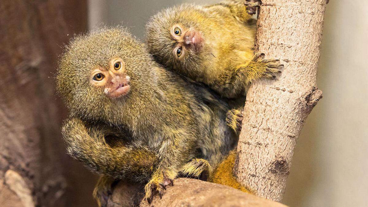 Zwergseidenaffen im Tiergarten Schönbrunn bekamen Zwillinge