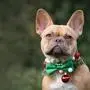 Red fawn Französisch Bulldog Hund trägt saisonale Weihnachten Kragen mit grüner Fliege auf unscharfen grünen Hintergrund mit Kopie Raum *** Red Fawn French Bulldog Dog carries seasonal Christmas Collar with green Fly at fuzzy Greens Background with Copy Room Copyright: imageBROKER/Firn ibxmob09683642.jpg Bitte beachten Sie die gesetzlichen Bestimmungen des deutschen Urheberrechtes hinsichtlich der Namensnennung des Fotografen im direkten Umfeld der Veröffentlichung