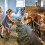 Warum Bauernhof-Kinder gesünder sind