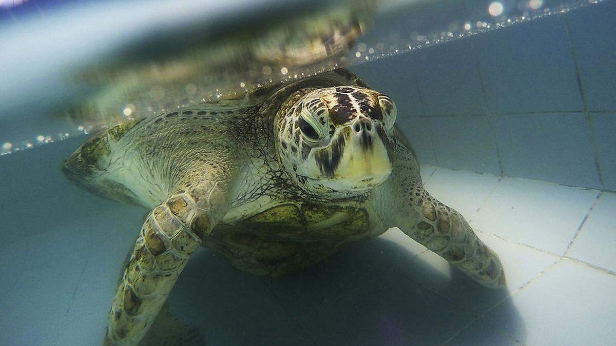 Omsin schien es schon gut zu gehen - plötzlich verstarb die Schildkröte