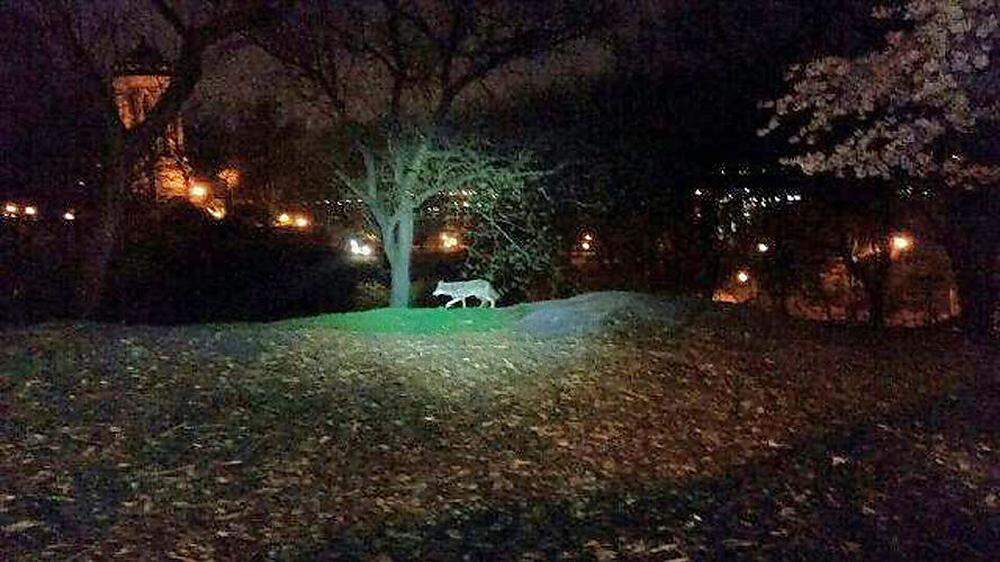 Ein Kojote spazierte in der Bronx durch einen Park