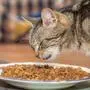 Hauskatze frisst Trockenfutter Hauskatze frisst Trockenfutter - House cat eats dry food PUBLICATIONxINxGERxSUIxAUTxHUNxONLY 1077402506

House cat eats Dry food House cat eats Dry food House Cat eats Dry Food PUBLICATIONxINxGERxSUIxAUTxHUNxONLY 1077402506