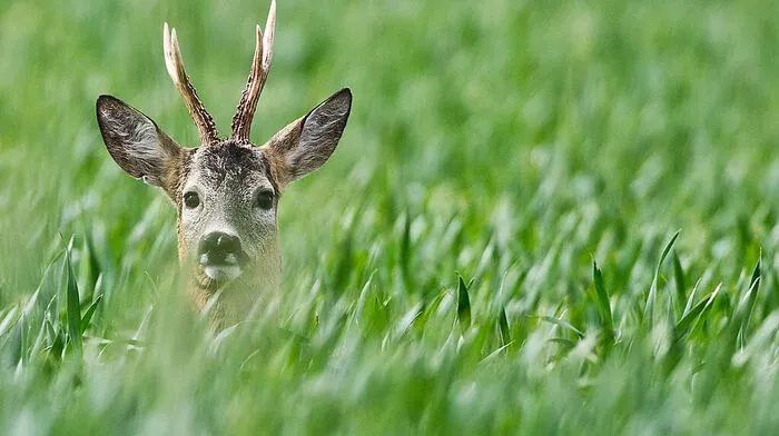 Im Tal wird großteils Rehwild zum Opfer von Autounfällen. Die Tiere können bis zu 15 Kilogramm schwer werden