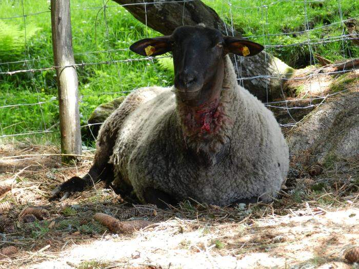 Die Schafe weisen Bisse im Bereich der Kehle auf 