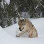 In Ramsau am Dachstein sollen gleich mehrere Wölfe umgehen