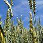 Die Ukraine und Russland sind wichtige Weizenproduzenten