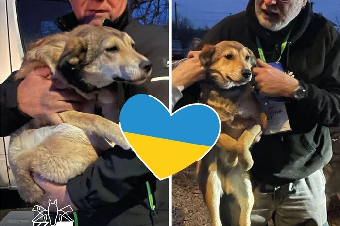 Alfred Loderer und Tierarzt Hans Vollmeyer waren im Einsatz in der Ukraine. Über 90 Hunde und einige Katzen konnten in Sicherheit gebracht werden und werden nun aufgepäppelt.