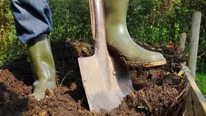 Eine Weststeierin hat im Gemüsebeet ihres Nachbarn gewütet