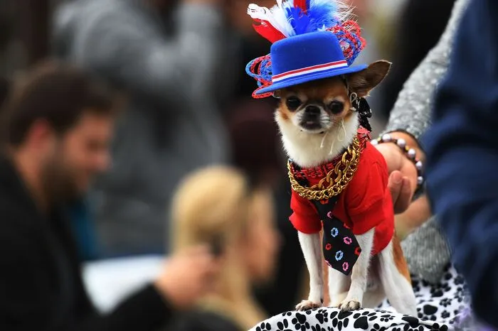 Hunderte Hunde werden von ihren Besitzern kostümiert und stolz präsentiert.