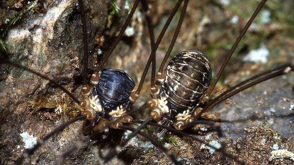 Dieser Weberknecht, der Subalpine Schwarzrückenkancker, wurde 1995 von Christian Komposch beim Gößnitzfall als neue Art für die Wissenschaft entdeckt und konnte jetzt wieder nachgewiesen werden. Links das kleiner Männchen, rechts das größere Weibchen