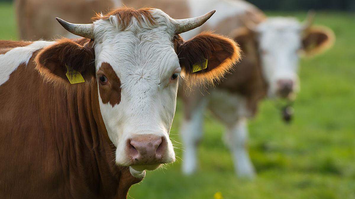 Milch mit dem Heumilch-Label kommt von Kühen, die nur Gras und Heu fressen