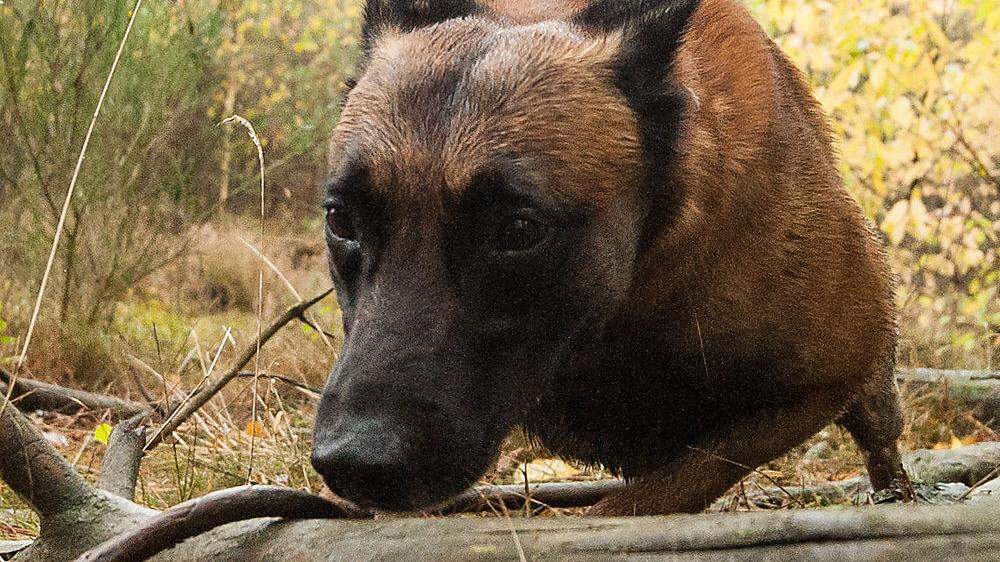 Das Tierschutzkompetenzzentrum muss die zwei Schäferhunde aufpäppeln (Sujetbild)