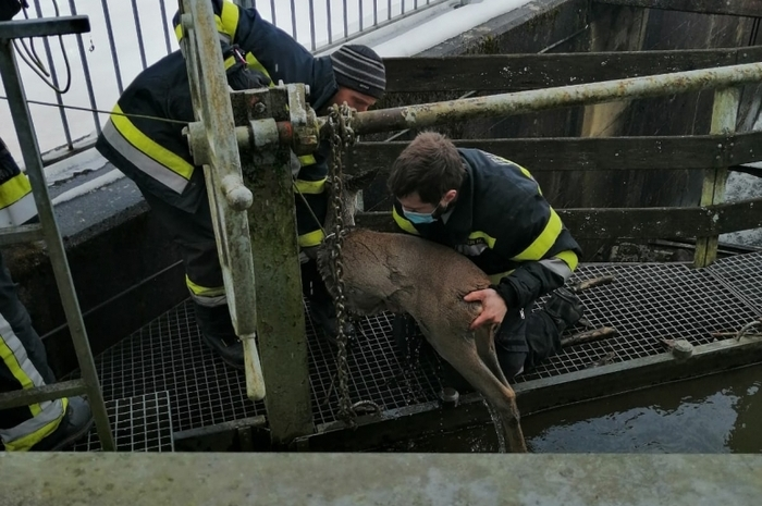 ... vorsichtig von den Kameraden aus dem Wasser gezogen. 