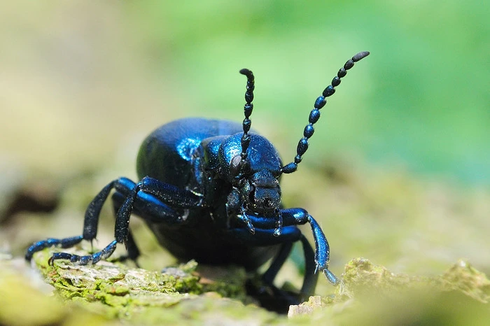 Das Insekt des Jahres 2020 ist giftig, was sich die Menschen seit 4000 Jahren im Guten wie Bösen zunutze machten: Der Schwarzblaue Ölkäfer (Meloe proscarabaeus) hat das Reizgift Cantharidin im Körper, das in niedriger Dosis mit Honig als Liebestrank geschlürft, von den alten Ägyptern auf Wehen auslösenden Pflastern verabreicht wurde und im antiken Griechenland für Hinrichtungen diente.