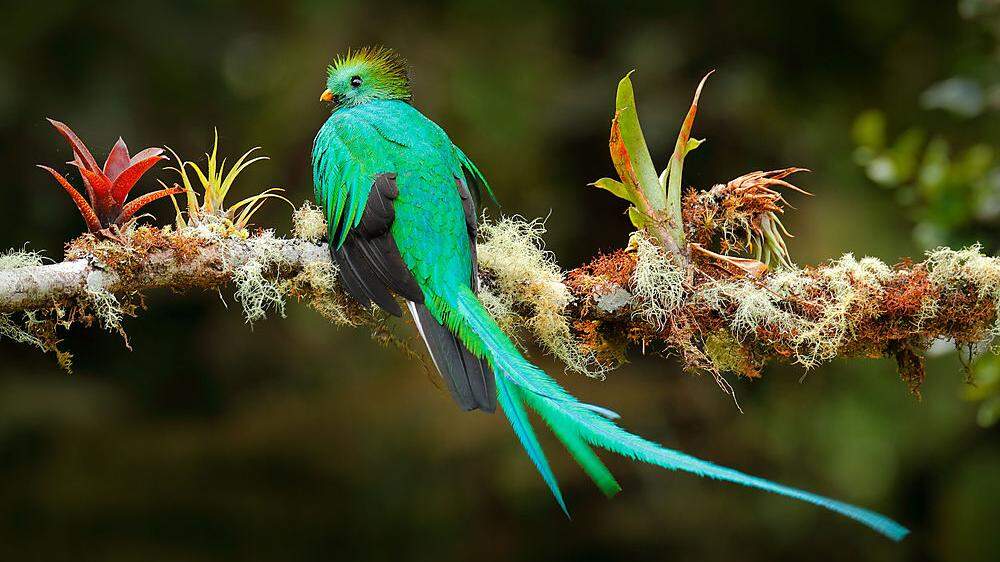 Süchtig nach seltenen Vogelfedern - auch der Quetzal ist beliebtes Objekt