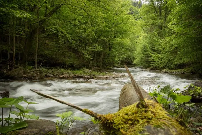 Blick auf einen Fluss, der sich durch ein Waldgebiet schlängelt