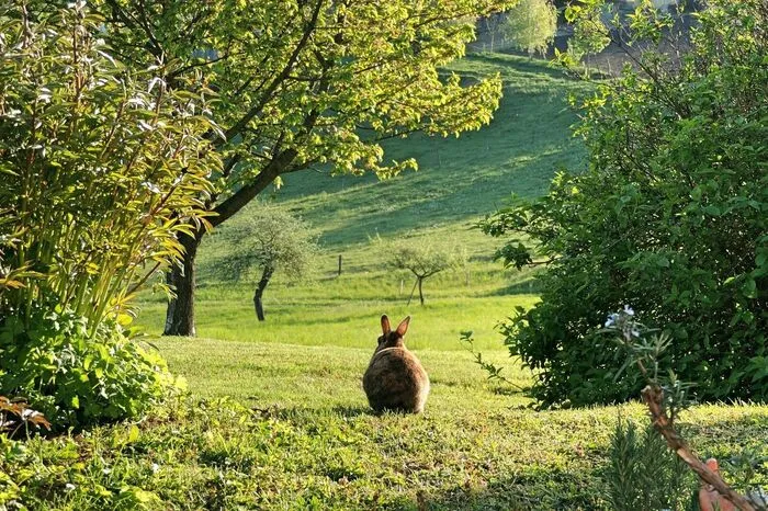Im idyllischen Ambiente und bei frühlingshaften Temperaturen genießt der Osterhase die Quarantänezeit bei Familie Thiebet in Siegersdorf