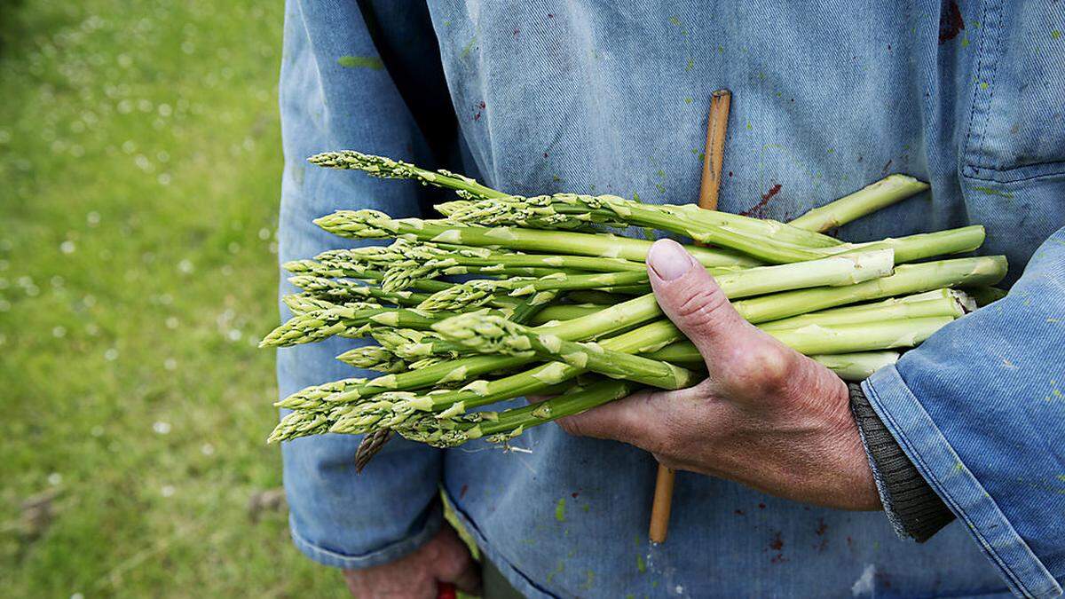 Spargel wächst nicht überall - die Pflanze braucht sandigen Untergrund 