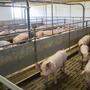 1,2 Millionen steirische Schweine werden pro Jahr geschlachtet 