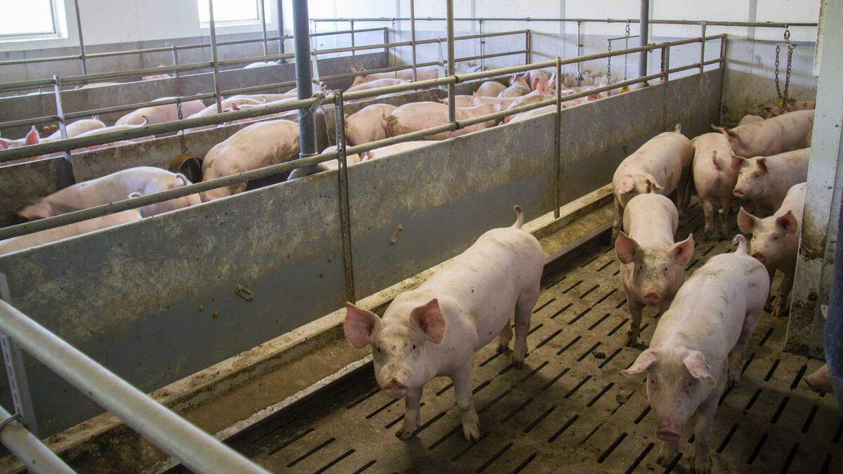 1,2 Millionen steirische Schweine werden pro Jahr geschlachtet 