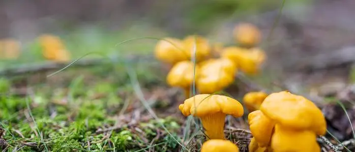 Speisepilze sind in den steirischen Wäldern aufgrund der Trockenheit Mangelware
