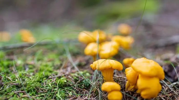 Speisepilze sind in den steirischen Wäldern aufgrund der Trockenheit Mangelware