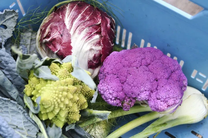 Die Farbe Lila, der große Trend bei Gemüse.