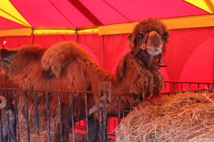 Tierdressuren mit Sibirischen Trampeltieren 