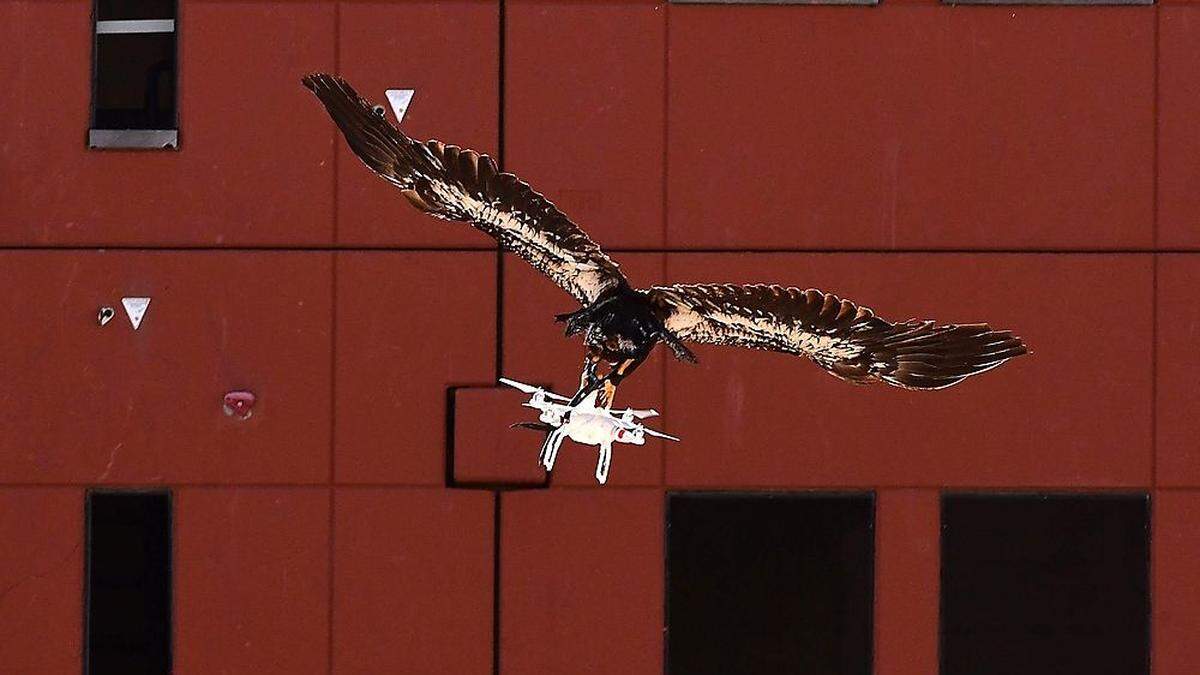 Die fliegenden Drohnen-Jäger