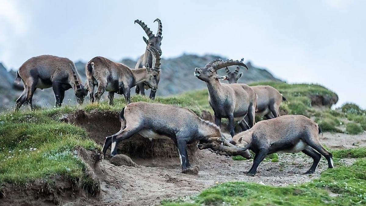 Beobachtung des &quot;Königs der Alpen&quot; im Nationalpark Hohe Tauern