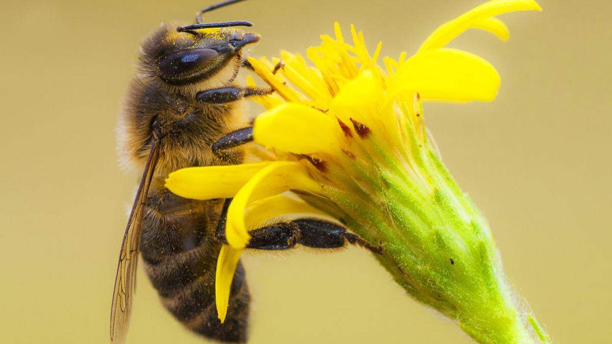 Bislang ist die Carnica-Biene in der Steiermark die einzige erlaubte Zuchtrasse