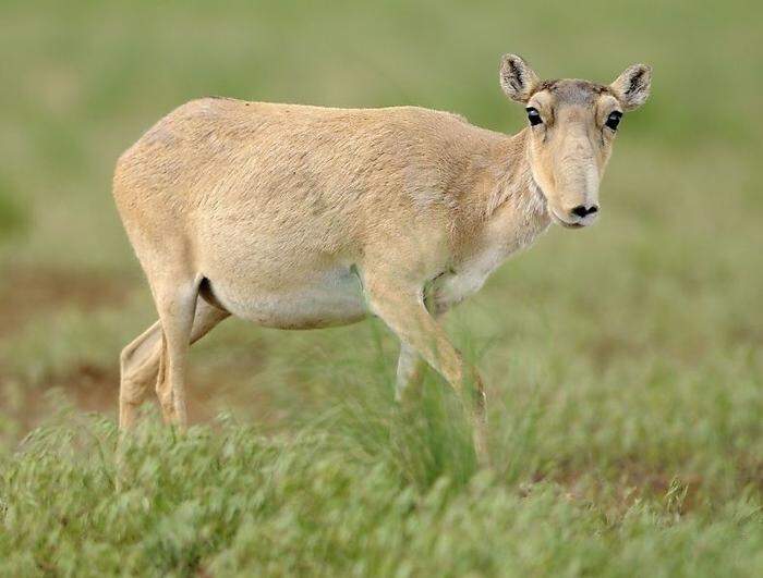 Schwer angezählt: die Mongolische Saiga-Antilope
