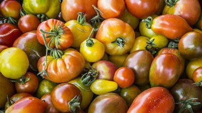 Unterschiedlichste Paradeiser faszinieren Hobby- und Balkongärtner