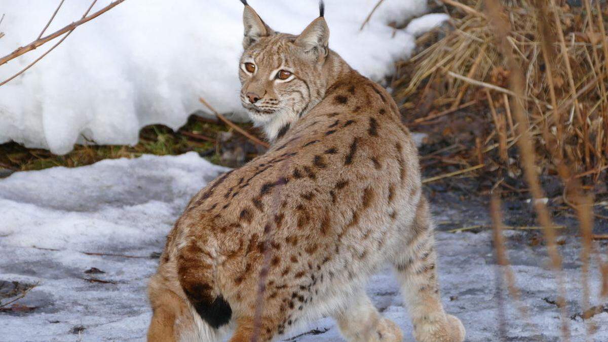 Luchs Noah soll im Wildpark Assling für Nachwuchs sorgen