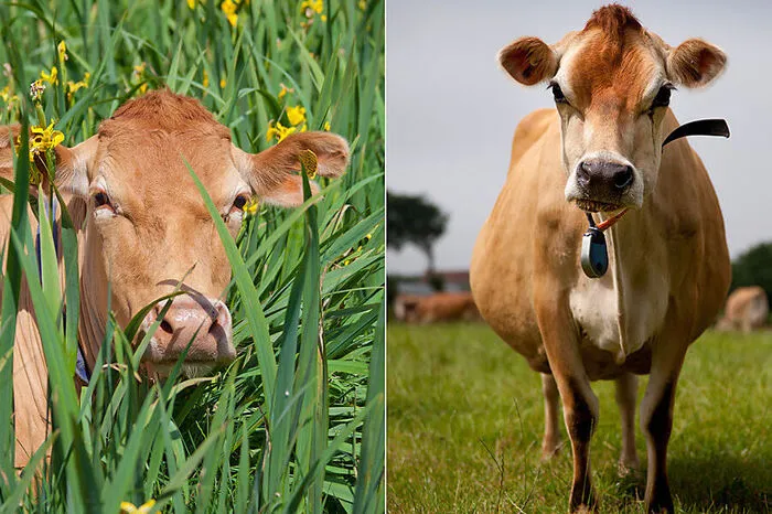 „Die Guernsey-Kühe (links im Bild) sind die hübschesten der Welt. Und sie geben die beste Milch“, sagt Inselinsider Scott. Auf Jersey sagt man haargenau dasselbe über die dortigen Kühe. Ein Tipp: Nicken Sie einfach. Darüber werden sich die beiden in ständigem sportlichen Wettbewerb stehenden Inselvölker seit Jahrhunderten nicht einig.
