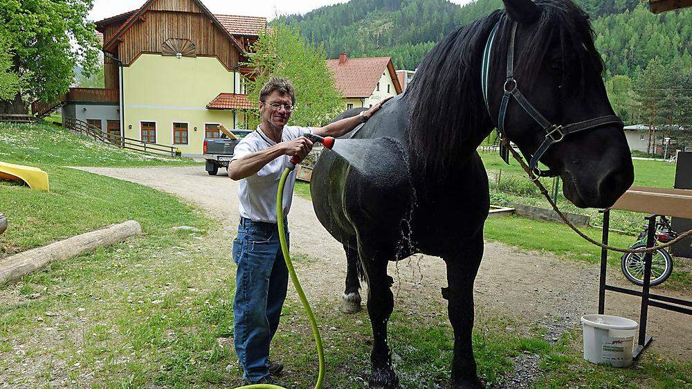 Gottfried Heidegger bereitet sein Pferd auf den großen Tag vor