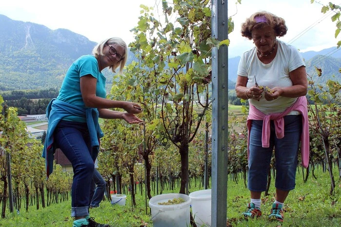 Viele Helfer kamen bei der Weinlese zusammen, um die erlesenen Bianca- und Johannitertrauben einzubringen.