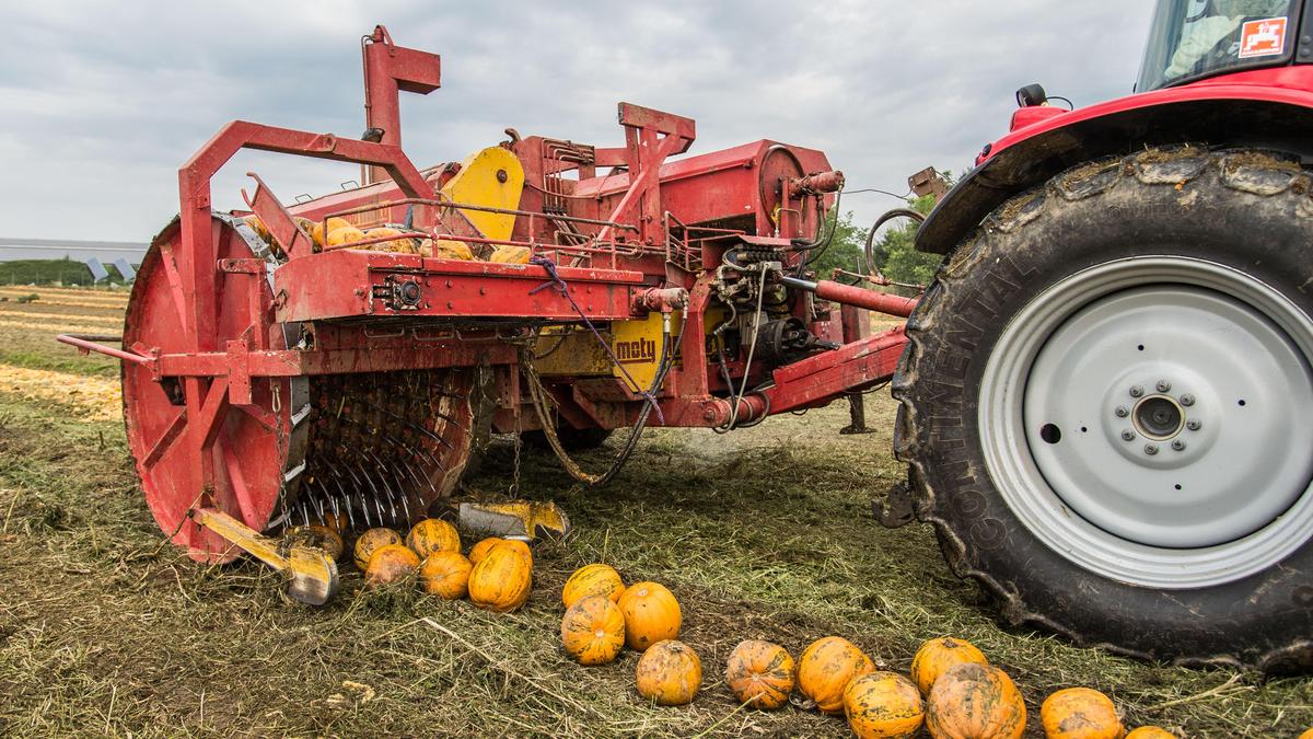 In einigen Teilen der Steiermark steht die Ernte schon demnächst bevor