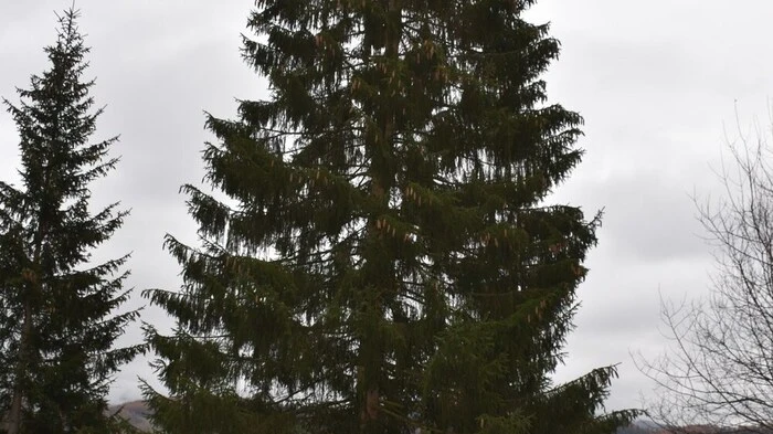 Der Christbaum für die Landeshauptstadt Graz ist dieses Jahr ein Geschenk der Marktgemeinde St. Peter am Kammersberg.